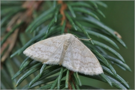 <p>VLNOPÁSNÍK VIKVICOVÝ ?? (Scopula floslactata) Harta</p>